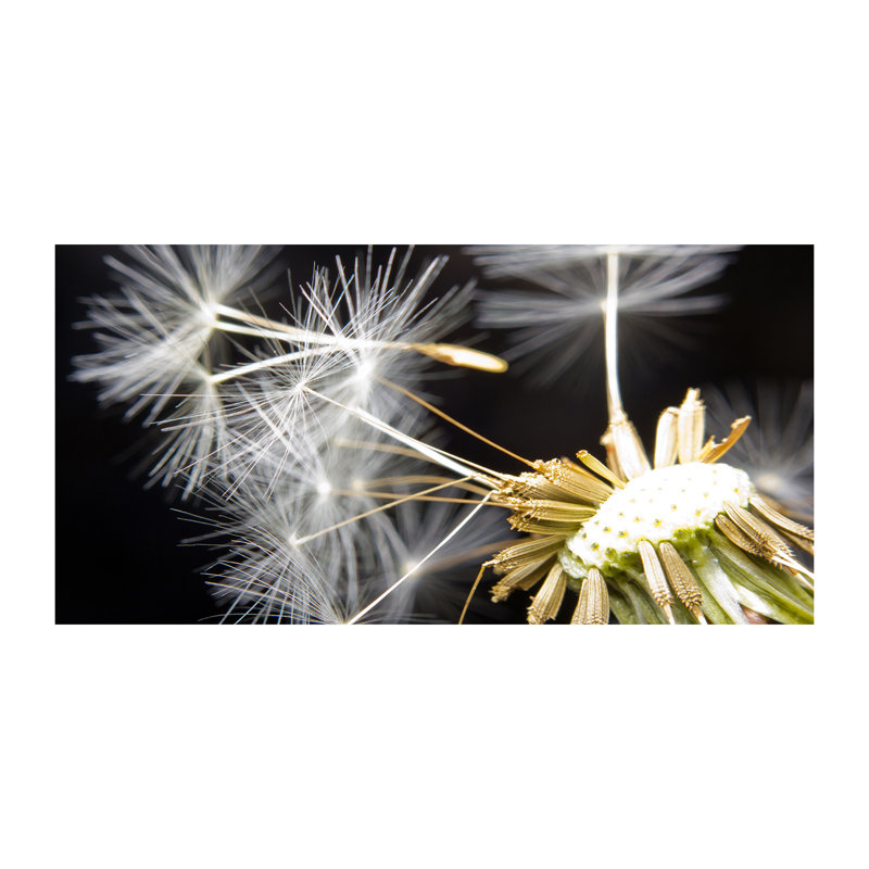 Dandelion Seeds - Print, 70cm H x 100cm W x 4cm D, Glass