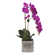 Real Touch Orchid Floral Arrangement in Pot