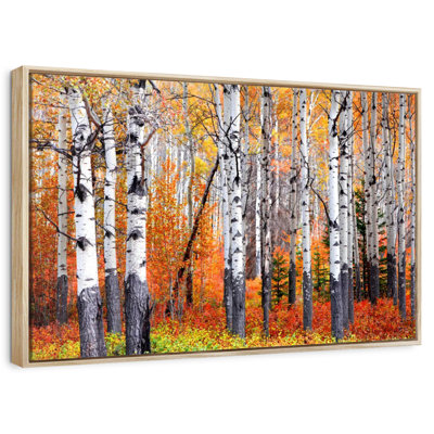 Forêt de trembles de Banff
