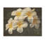 Blanc pureté de l'essence de Plumeria I - Plumeria sur impression sur bois-972980759