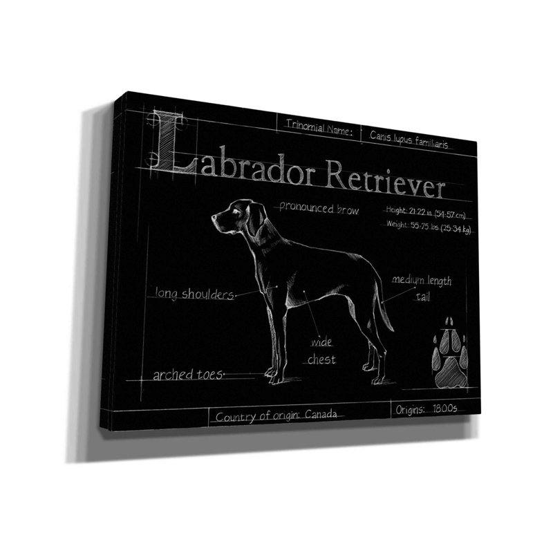 Art mural sur toile Trinx «Blueprint Labrador Retriever» par Ethan Harper, H 40 po x l 54 po x P 1,5 po