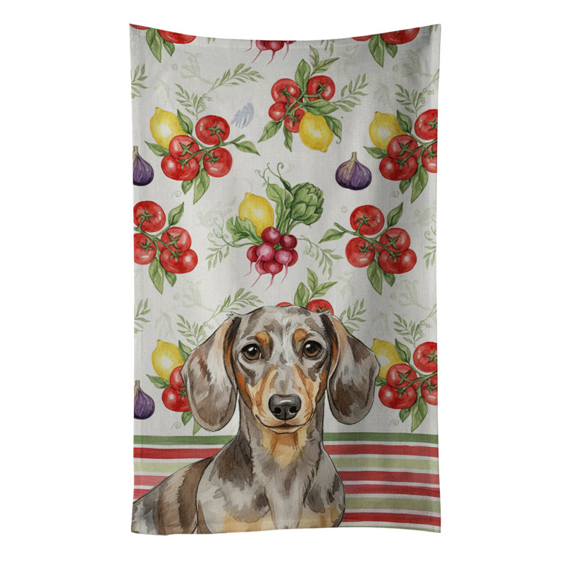 Torchon Dapple Dachshund, Dapple Dachshund