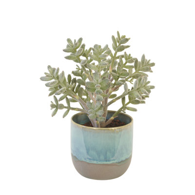 Plante de jade dans un pot turquoise