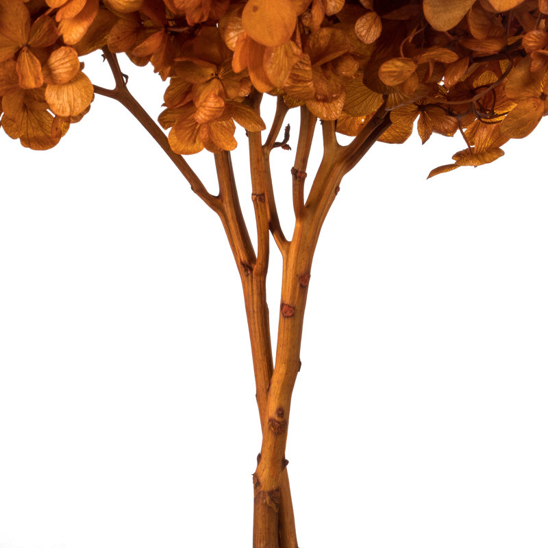 Natural Botanicals 15" Hydrangea with Multiple Branch Segments, Preserved, Autumn