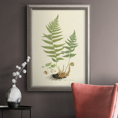 " Curtis Ferns II "
