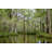 Cypress Trees by Katie Dobies-1590116223