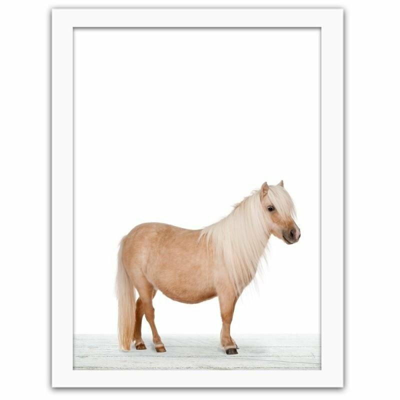 Gerahmter Fotodruck Shetland Pony