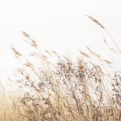 Autumn Grasses Crop - Wrapped Canvas Print