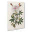 Ruff-Necked Hummingbirds by John Audubon - Wrapped Canvas-55324334