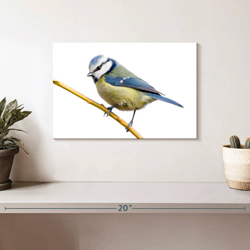 Brampt Feathery Blue Tit, 8" H x 12" W