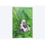 "american bouledogue chiot" , impression sur toile-32498342-72146318-72146319