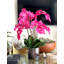 Blooming Orchid in Vase-931651913