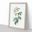 Alpine Roses In Pink by Pierre-Joseph Redoute - Single Picture Frame Painting-55544505-55544506