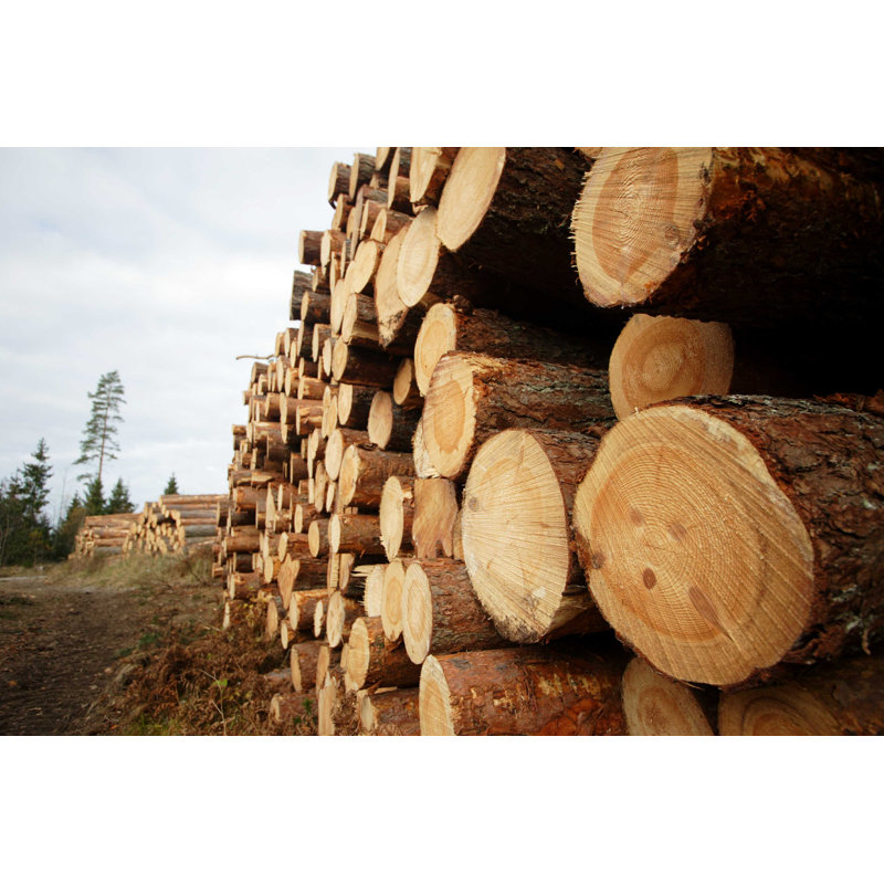 Timber Yard - Photographie sur toile tendue, H 8 po x l 12 po