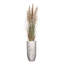 80 po Faux Pampas en pot