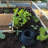 8 ft x 12 ft Cedar Garden in A Box Kit