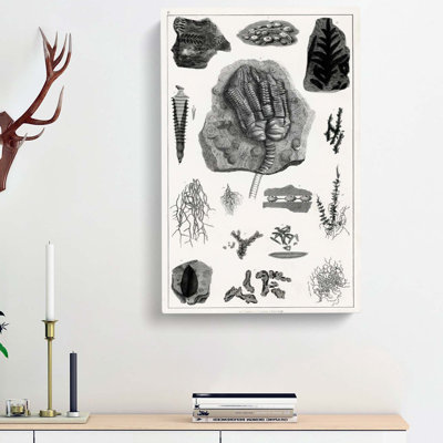 Collection Of Fossils II by Oliver Goldsmith - Wrapped Canvas Print