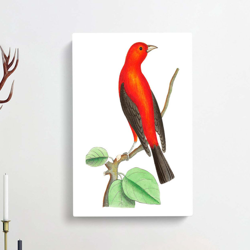 Brazilian Tanager Bird by George Shaw - Wrapped Canvas, 50cm H x 35cm W x 3cm D