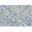 Vintage Looms Light Blue/Blue Polyester powerloom Area Rug-95833327