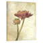Ranunculus Bloom 1 by Kimberly Allen - Wrapped Canvas Print-278109586