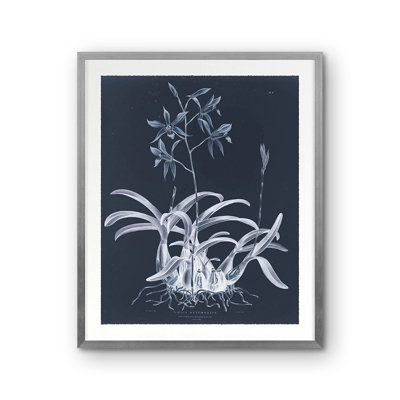 Laelia Autumnalis Print by Porter Design