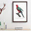 Australian King Parrot by F. Levaillant - Framed Print-55456969-55456970