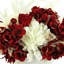 Arrangement floral en pot Johane Hydrangea
