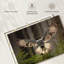 Flying Owl, reproduction sur toile-556218369