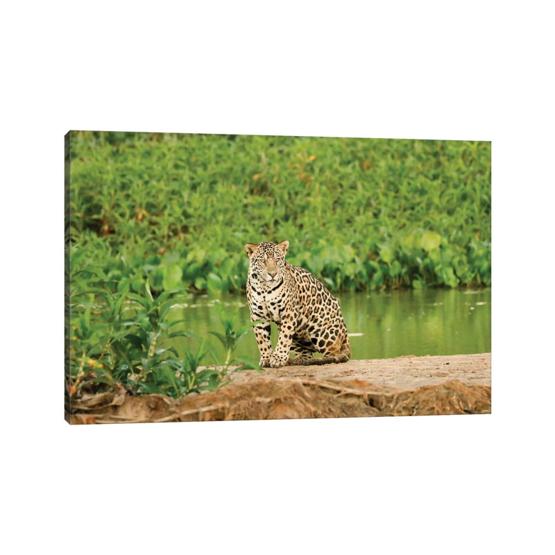 Jaguar Resting On A Sandbar Along The Cuiaba River I, Pantanal Conservation Area, Brazil by Janet Horton - Wrapped Canvas Print