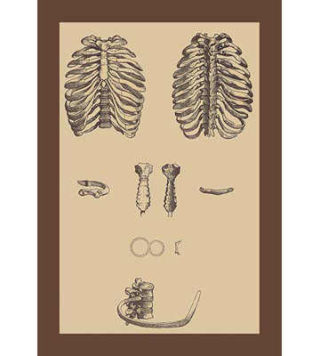 " Ribcages " by Andreas Vesalius