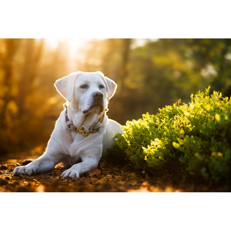 Joli Labrador blanc par Manushot, H 8 po x l 12 po x P 1,25 po
