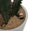 Cactus succulent en pot