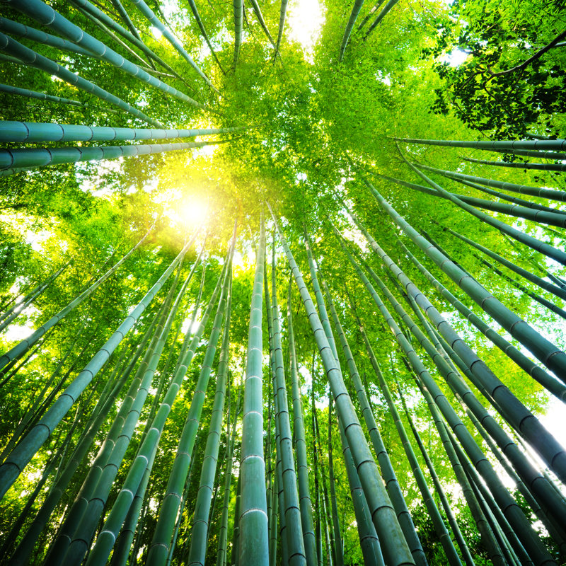 Asian Bamboo Forest by Nikada - Wrapped Canvas Print, 91cm H x 91cm W x 3.8cm D