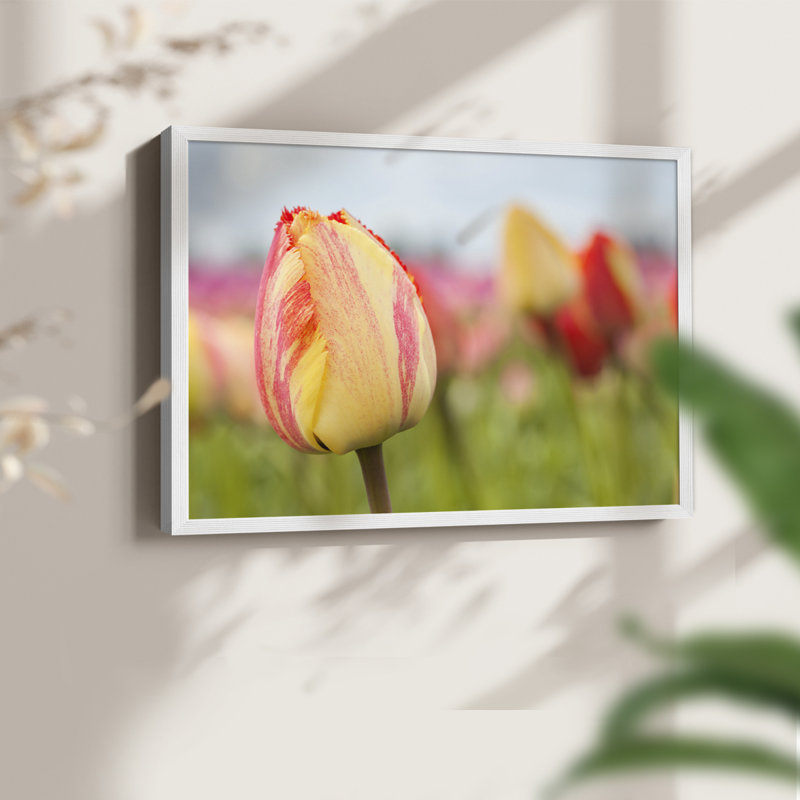 Spring Sherbet -Framed Print - Restickable, H 8 po x l 10 po, Blanc