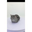 Animals Polyresin Garden Statue-720558220