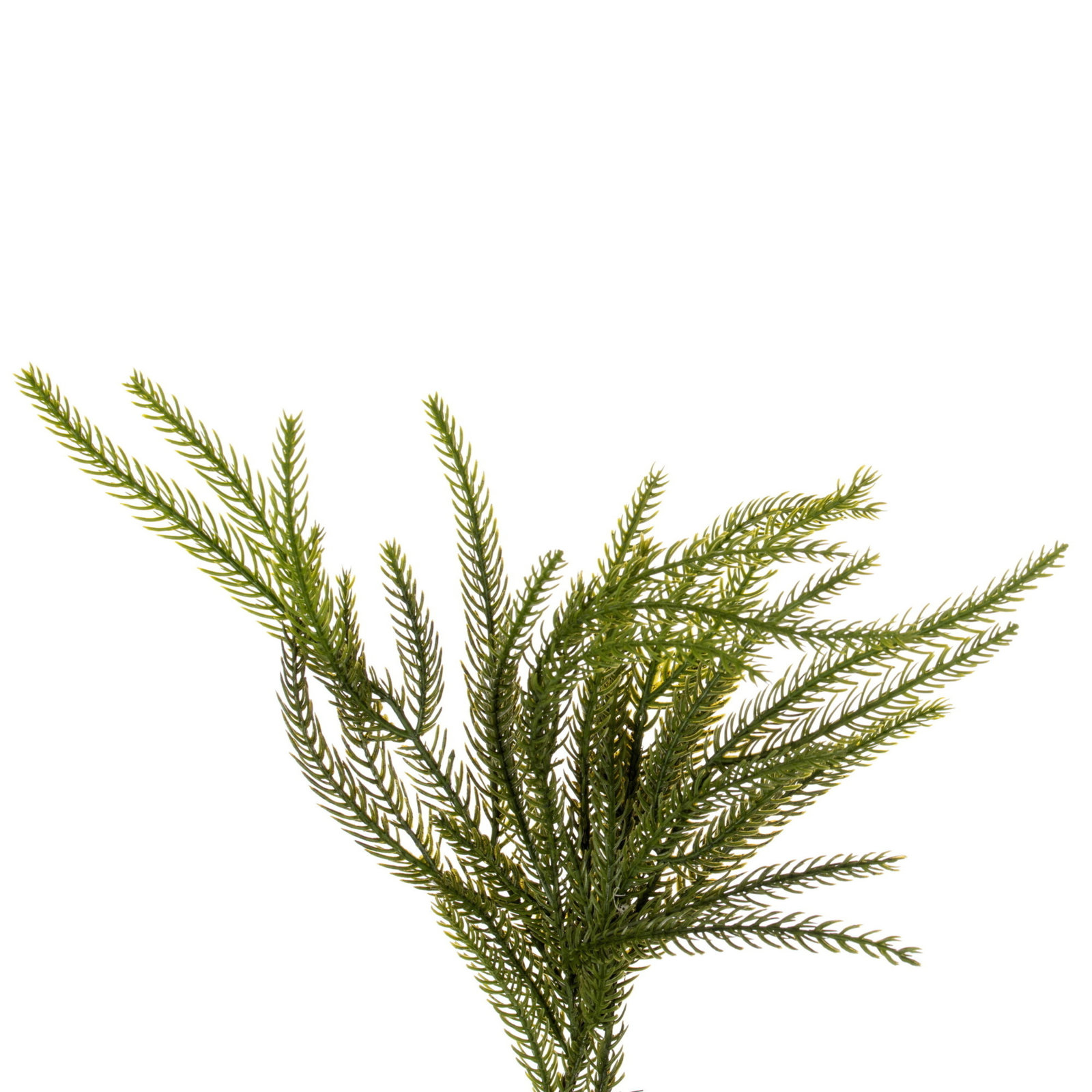  30" Green Norfolk Pine Wreath., 30" x 30" 
