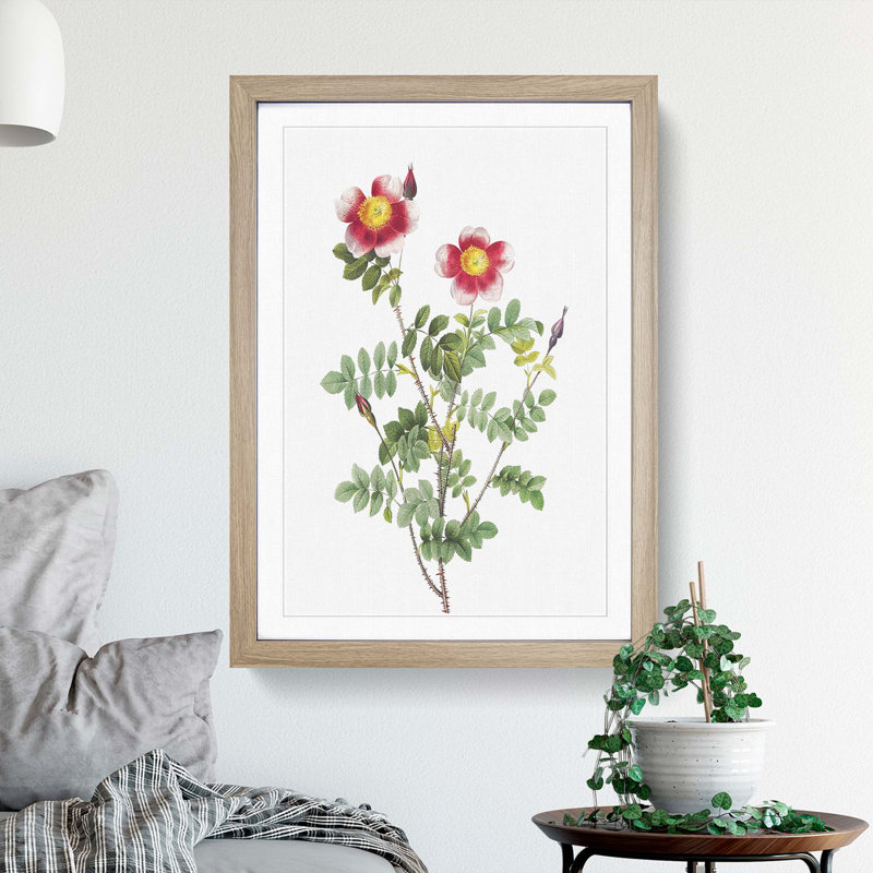 A Burnet Rose In Pink by Pierre-Joseph Redoute - Single Picture Frame Painting, Oak Framed, 45cm H x 33cm W x 2cm D