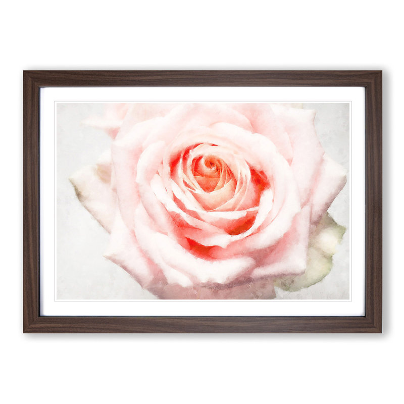 Pale Pink Rose - Picture Frame Graphic Art Print, 62cm H x 87cm W x 2cm D, Walnut