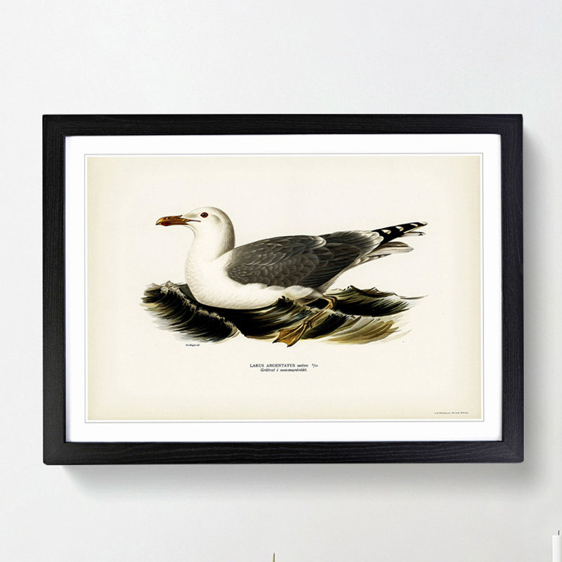 Herring Gull by Von Wright - Picture Frame Painting Print, 36cm H x 48cm W x 2cm D, Black Framed