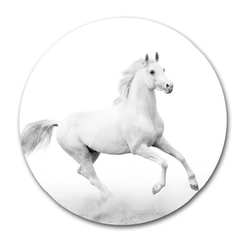 White Horse Prancing Print, 24" H x 24" W x 1.5” D