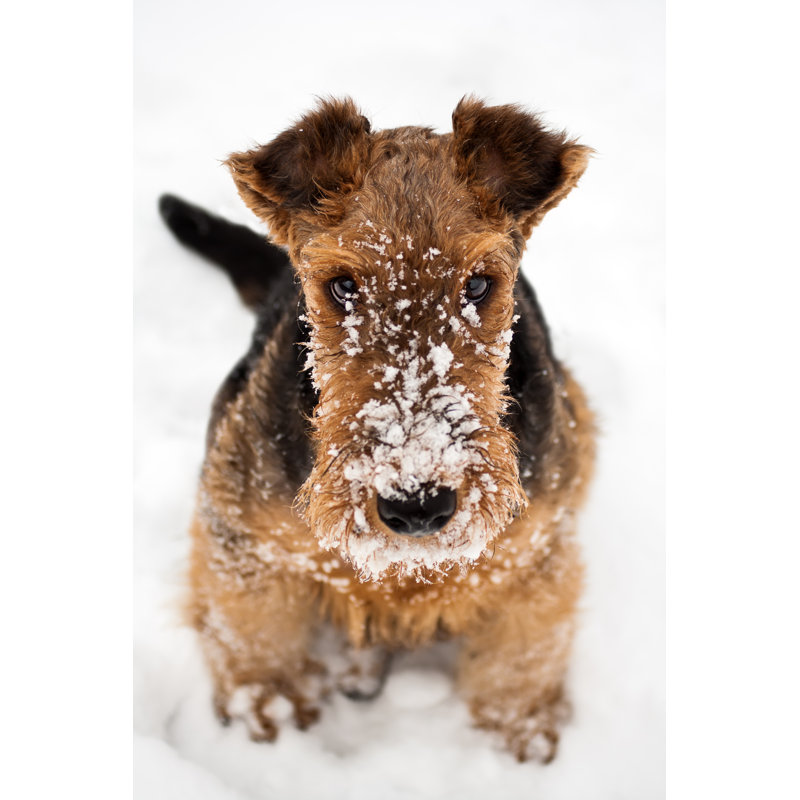 Airedale Terrier Puppy Dog Sitting At Snow by Maximilian100 - Wrapped Canvas Print, 46cm H x 30cm W x 3.8cm D