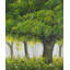 Forêt par Summer - reproduction encadrée mat pour décoration intérieure