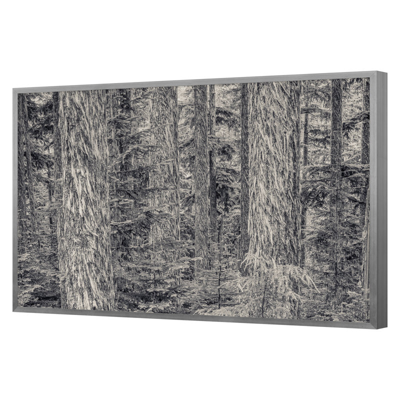 Arlecho Creek Forest Print by Lazelle, Keith, 30" H x 45" W