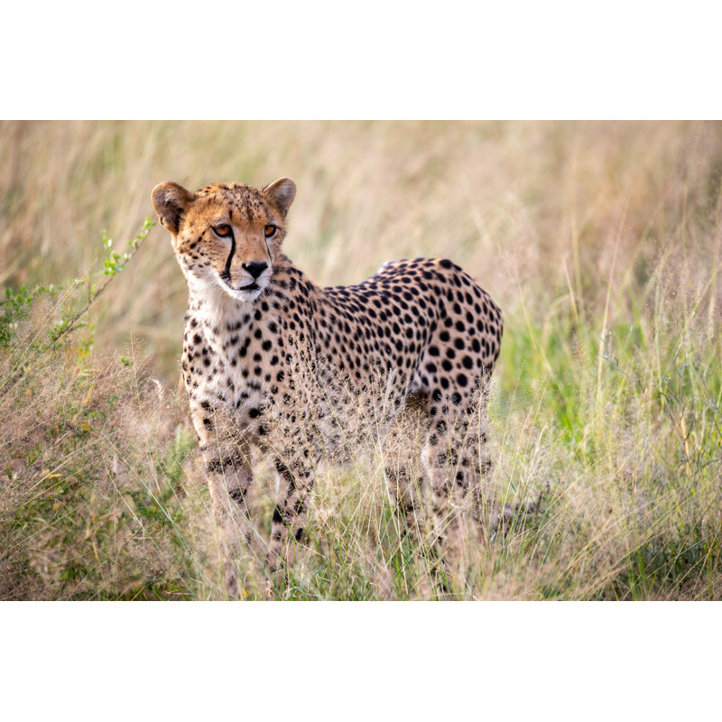 Cheetah Watching - Wrapped Canvas Print, 51cm H x 76cm W x 3.8cm D