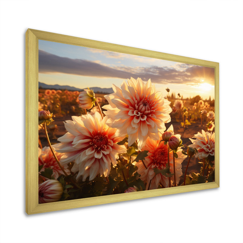 " Dahlia Field At Sunset ", Gold Single Picture Framed, 34" H x 44" W x 1.5" D