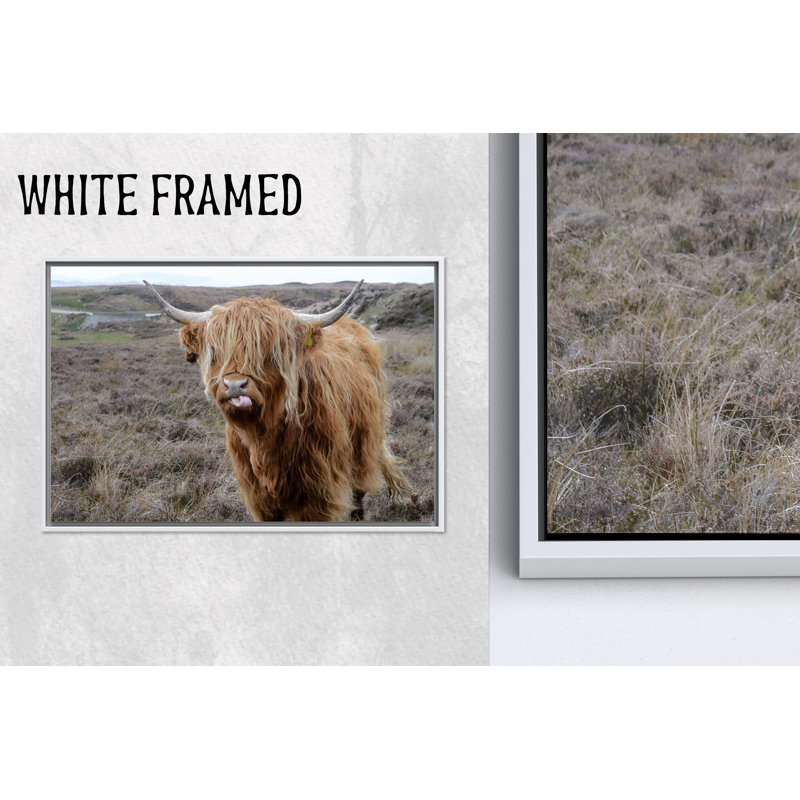 Impression sur toile: Bétail des Highlands dans un paysage écossais, 1P WhiteFramedCanves, 35,5 po H x 47,3 po l