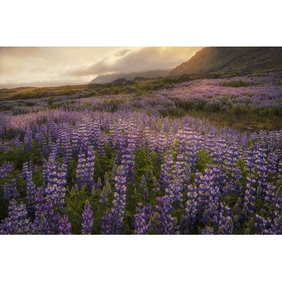 Field of Lupines - Photograph