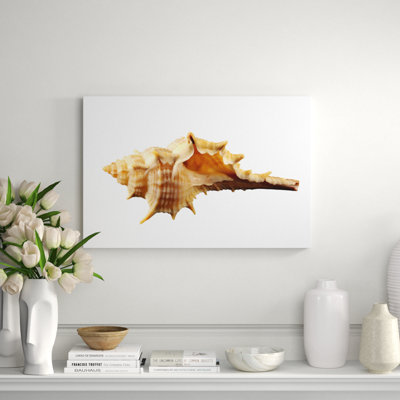 Sea Shell Horn Print