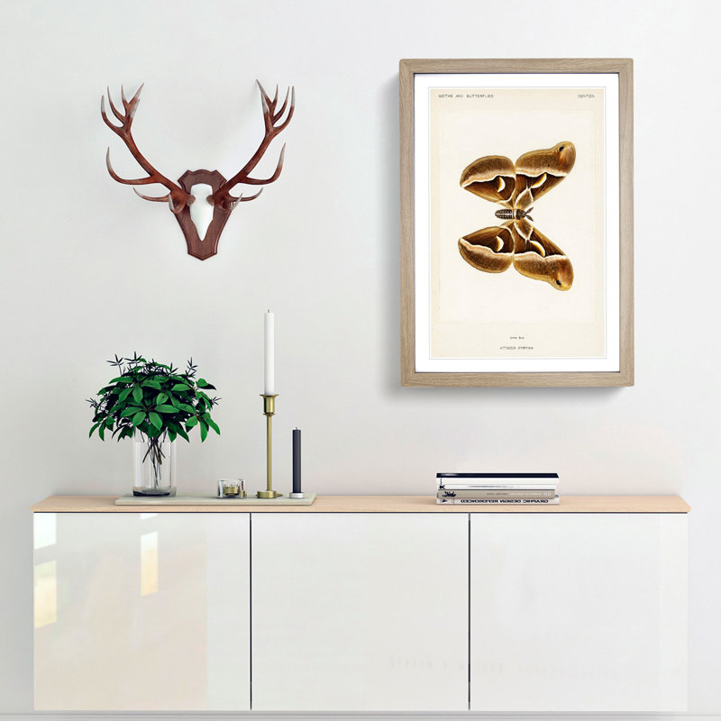 Ailanthus Silk-moth by S.F. Denton - Single Picture Frame Painting, Oak Framed, 33cm H x 24cm W x 2cm D