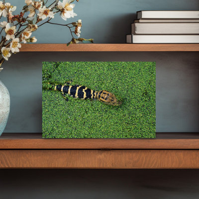 Young american alligator in duckweed. 1 Piece Wrapped Canvas Wall Art